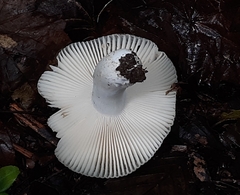 Russula crustosa