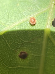 Neuroterus tantulus