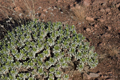 Grindelia covasii