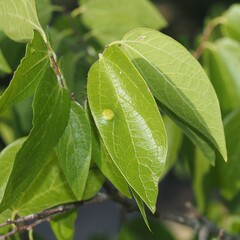 Pachypsylla celtidisasterisca