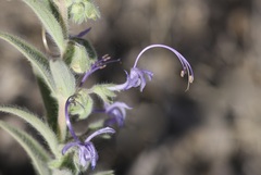 Trichostema lanceolatum