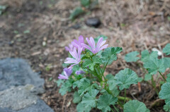 Malva sylvestris
