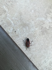 Neacoryphus bicrucis