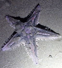 Astropecten armatus