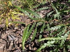 Comptonia peregrina