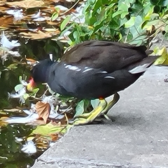 Gallinula chloropus