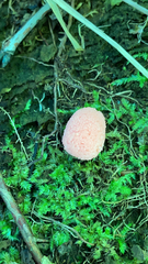 Tubifera ferruginosa