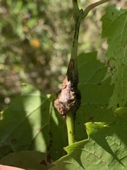 Ampelomyia vitispomum