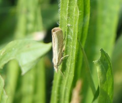 Agriphila straminella
