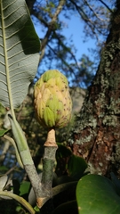 Magnolia alejandrae