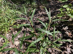 Comptonia peregrina