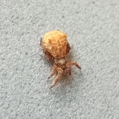 Hyptiotes paradoxus