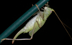 Meconema thalassinum