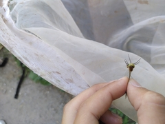 Sympetrum pedemontanum