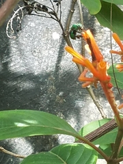 Euglossa