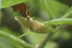 Camptogramma bilineata