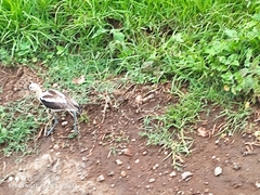 Recurvirostra americana