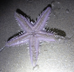 Astropecten armatus