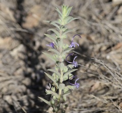 Trichostema lanceolatum