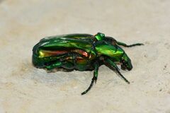 Protaetia speciosissima