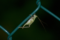 Meconema thalassinum