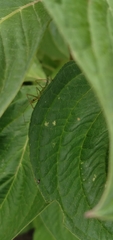 Zelus renardii