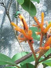 Euglossa