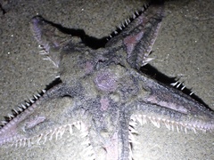 Astropecten armatus