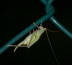 Meconema thalassinum