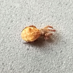 Hyptiotes paradoxus