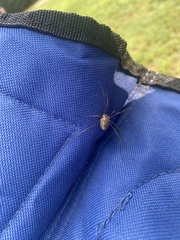 Rilaena triangularis