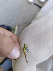 Sympetrum pedemontanum
