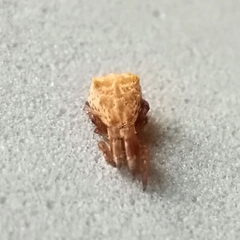 Hyptiotes paradoxus