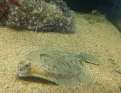 Pleuronichthys decurrens