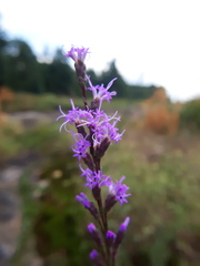Liatris microcephala
