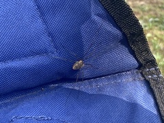 Rilaena triangularis