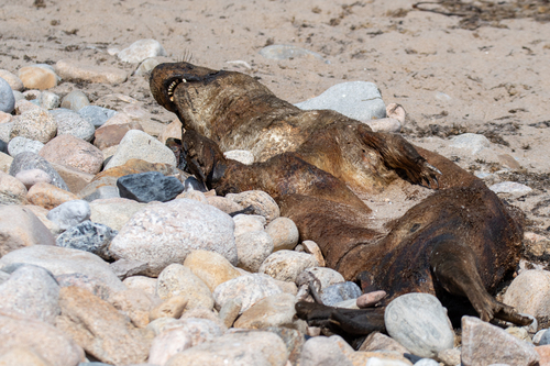 Atlantic Grey Seal photographed in Rhode Island