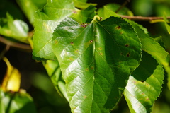 Cercospora moricola