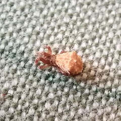 Hyptiotes paradoxus