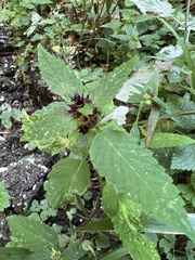 Galeopsis