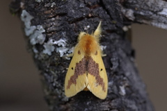 Euproctis staudingeri