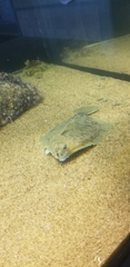 Pleuronichthys decurrens