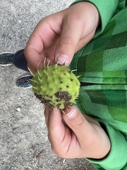 Aesculus hippocastanum