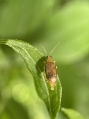 Systena marginalis