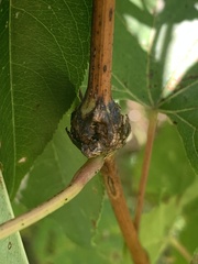 Ampelomyia vitispomum