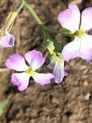 Raphanus raphanistrum