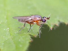 Chloropidae