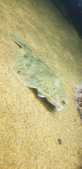 Pleuronichthys decurrens