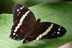 Anartia fatima
