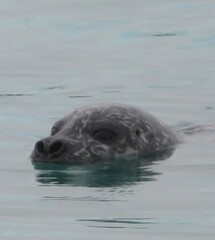 Phoca vitulina vitulina